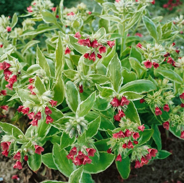 Pulmonaria rubra 9 cm Topf - Größe nach Saison