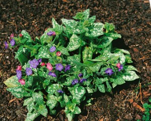 Pulmonaria saccharata 9 cm Topf - Größe nach Saison