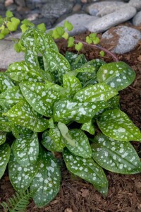 Pulmonaria saccharata 9 cm Topf - Größe nach Saison