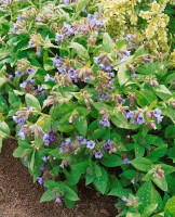 Pulmonaria saccharata 9 cm Topf - Größe nach Saison