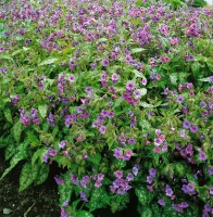 Pulmonaria saccharata 9 cm Topf - Größe nach Saison