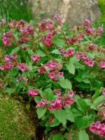 Pulmonaria saccharata 9 cm Topf - Größe nach Saison