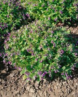 Pulmonaria saccharata 9 cm Topf - Größe nach Saison