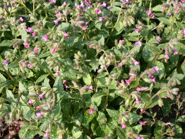 Pulmonaria saccharata Mrs Moon 9 cm Topf - Größe nach Saison