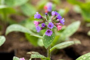 Pulmonaria saccharata Mrs Moon 9 cm Topf - Größe nach Saison