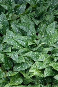 Pulmonaria saccharata Mrs Moon 9 cm Topf - Größe nach Saison