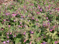 Pulmonaria saccharata Mrs Moon 9 cm Topf - Größe nach Saison