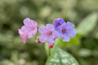 Pulmonaria saccharata Mrs Moon 9 cm Topf - Größe nach Saison