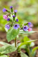 Pulmonaria saccharata Mrs Moon 9 cm Topf - Größe nach Saison