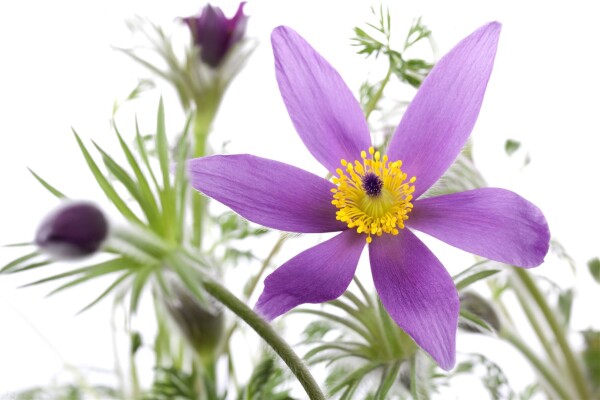 Pulsatilla vulgaris Pinwheel Blau  -R- 9 cm Topf - Größe nach Saison