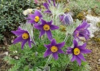 Pulsatilla vulgaris Pinwheel Blau  -R- 9 cm Topf - Größe nach Saison