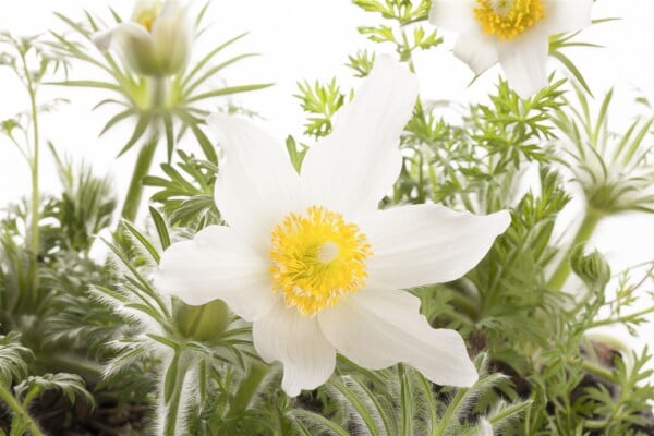 Pulsatilla vulgaris Pinwheel Weiß  -R- 9 cm Topf - Größe nach Saison