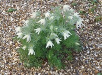 Pulsatilla vulgaris Pinwheel Weiß  -R- 9 cm Topf - Größe nach Saison