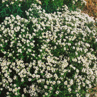 Pycnanthemum flexuosum 9 cm Topf - Größe nach...