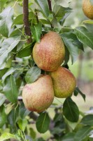 Pyrus communis Clapps Liebling            CAC 150-200cm im 7,5L Topf