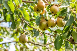 Pyrus communis Gute Luise                 CAC 150-200cm im 7,5L Topf