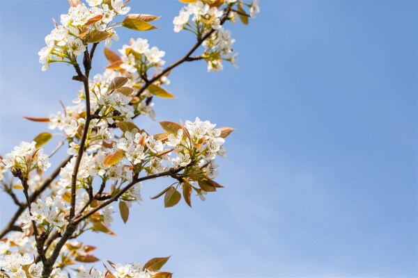 Pyrus pyrifolia "Kumoi 150- 200 cm cm