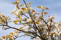 Pyrus pyrifolia "Kumoi 150- 200 cm cm