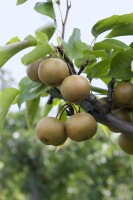 Pyrus pyrifolia "Kumoi 150- 200 cm cm