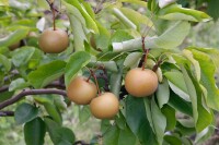 Pyrus pyrifolia "Kumoi 150- 200 cm cm