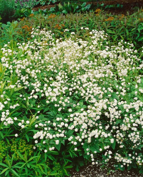 Ranunculus aconitifolius Pleniflorus 9 cm Topf - Größe nach Saison