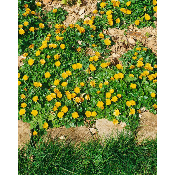 Ranunculus ficaria Flore Pleno P 0,5