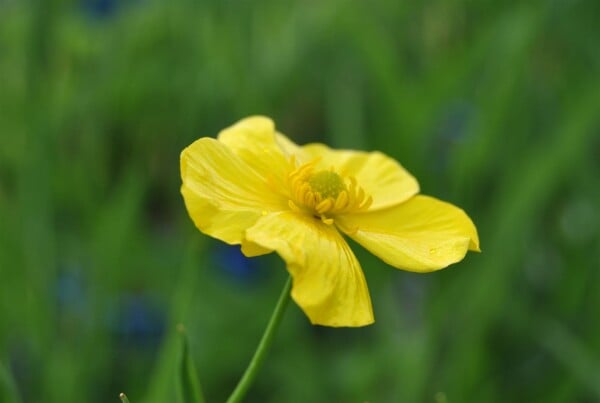 Ranunculus lingua 9 cm Topf - Größe nach Saison