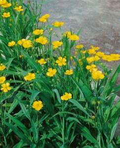 Ranunculus lingua 9 cm Topf - Größe nach Saison