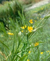 Ranunculus lingua 9 cm Topf - Größe nach Saison