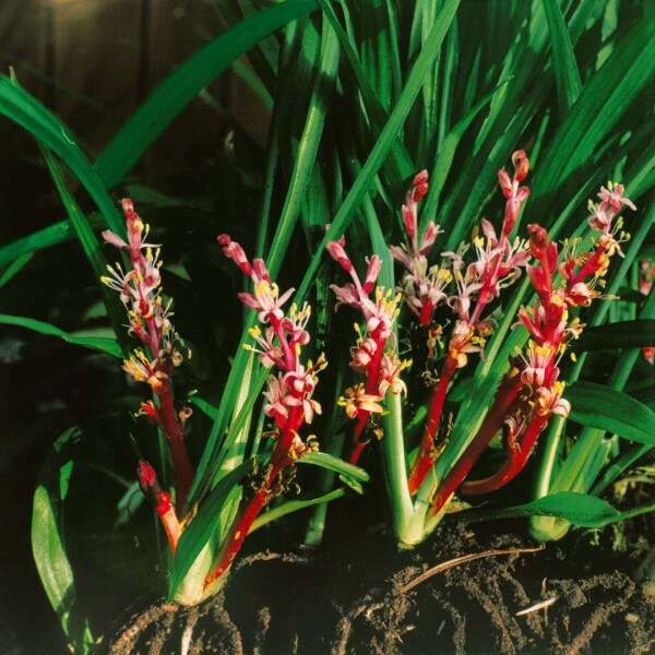 Reineckea carnea 9 cm Topf - Größe nach Saison