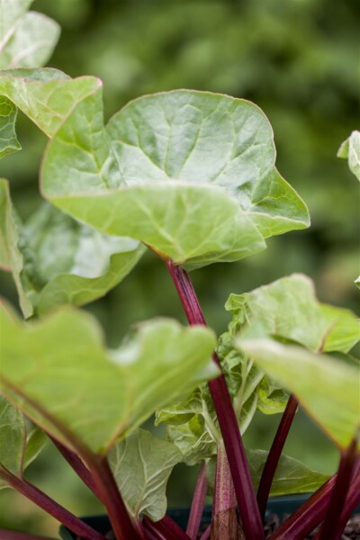 Rheum Holsteiner Blut 11 cm Topf - Größe nach Saison3