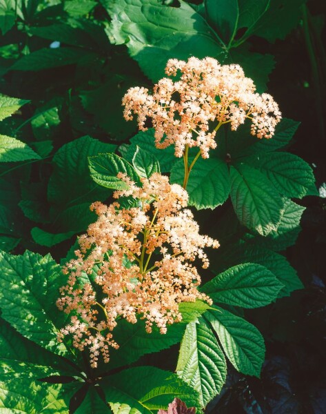 Rodgersia henrici 11 cm Topf - Größe nach Saison