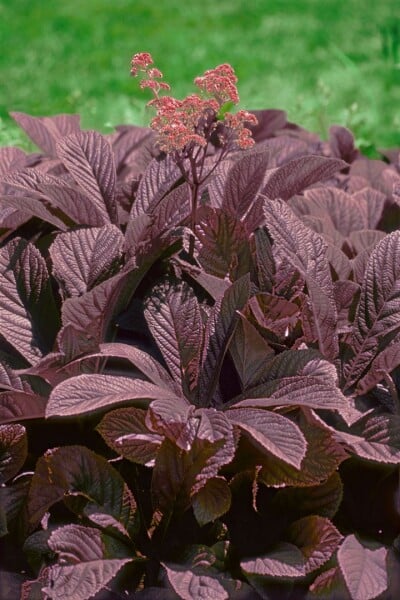 Rodgersia pinnata Chocolate Wings  -R- 11 cm Topf - Größe nach Saison