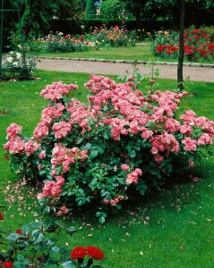 Rosa Angela 7 Liter Topf