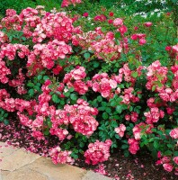 Rosa Angela 7 Liter Topf