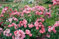 Rosa Angela 7 Liter Topf