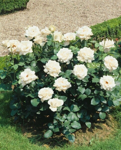 Rosa Kristall 4 Liter Topf