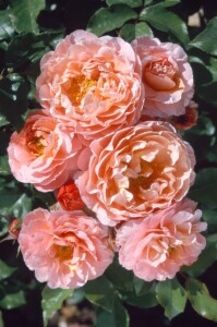 Rosa Marie Curie 7 Liter Topf