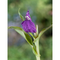 Roscoea auriculata 11 cm Topf - Größe nach Saison