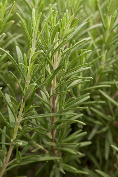 Rosmarinus officinalis 9 cm Topf - Größe nach Saison