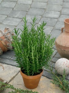 Rosmarinus officinalis 9 cm Topf - Größe nach Saison