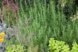 Rosmarinus officinalis 9 cm Topf - Größe nach Saison