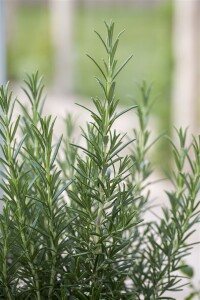 Rosmarinus officinalis 9 cm Topf - Größe nach Saison