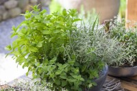 Rosmarinus officinalis 9 cm Topf - Größe nach Saison