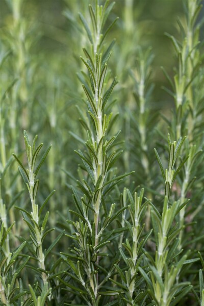 Rosmarinus officinalis Arp 9 cm Topf - Größe nach Saison