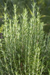 Rosmarinus officinalis Arp 9 cm Topf - Größe nach Saison