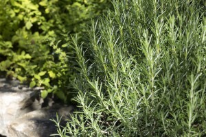 Rosmarinus officinalis Arp 9 cm Topf - Größe nach Saison