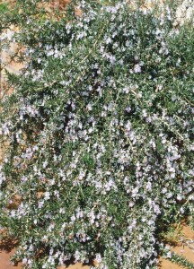 Rosmarinus officinalis Arp 9 cm Topf - Größe nach Saison