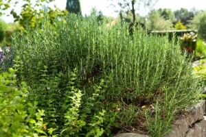 Rosmarinus officinalis Arp 9 cm Topf - Größe nach Saison