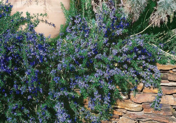 Rosmarinus officinalis Corsican Blue 9 cm Topf - Größe nach Saison